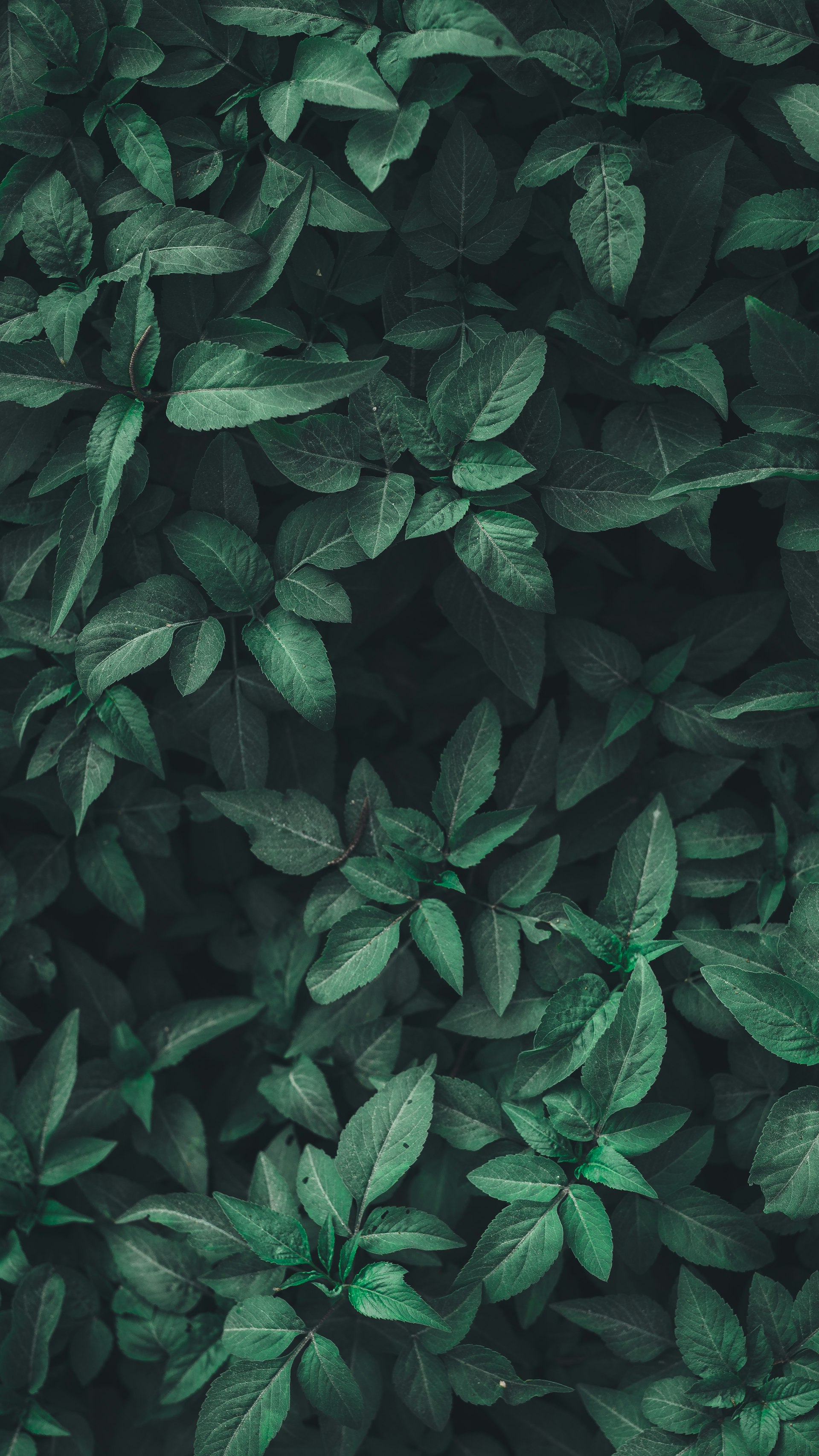 Leaf pattern - natural organic texture